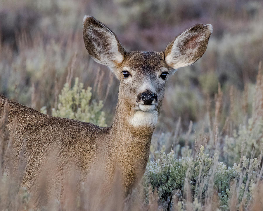A Doe At Dawn Photograph by Yeates Photography