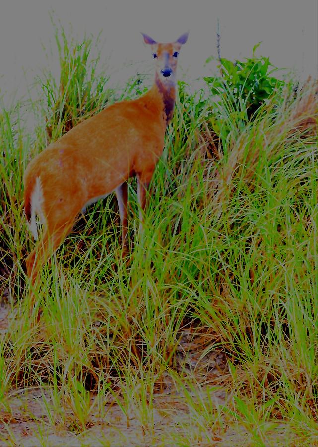 A Doe in the Dunes Digital Art by Christopher J Kirby