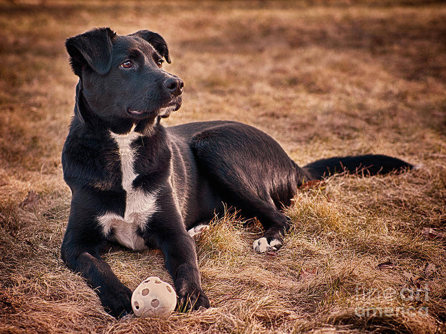 A Dog And His Ball Photograph by Mark Miller