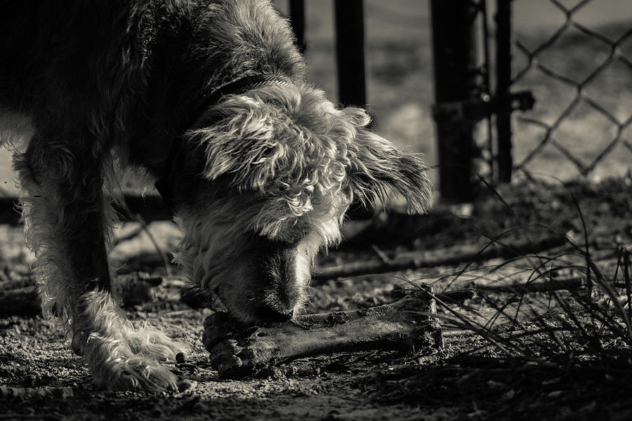 A Dog and his Bone Photograph by Michael Osborne - Pixels