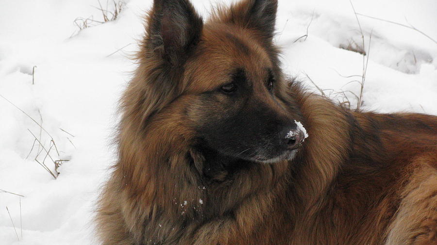 Dog Photograph - A dog in the snow by Samantha Mattiello