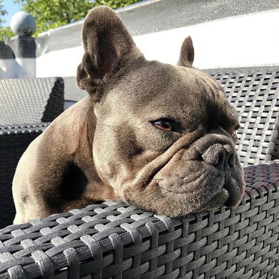 Dog Photograph - ❤️a Dog Is Probably Only A Part Of by Buddy The Blue Frenchie