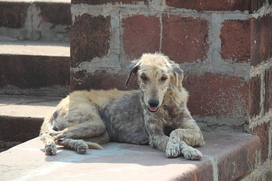 A Dog that has a Personality, Near Sajjangad Photograph by Jennifer Mazzucco