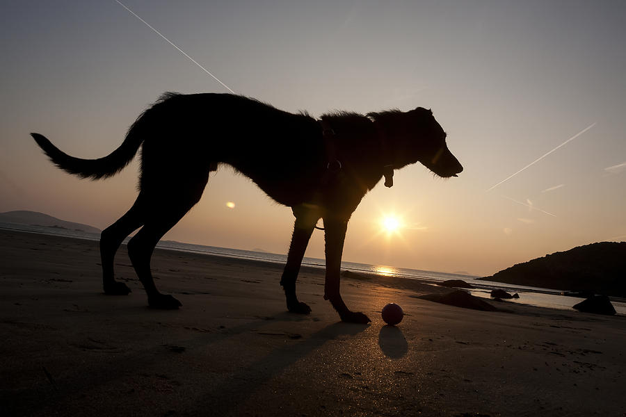 Beach Photograph - A Dog With His Ball At Sunset by Paul Quayle