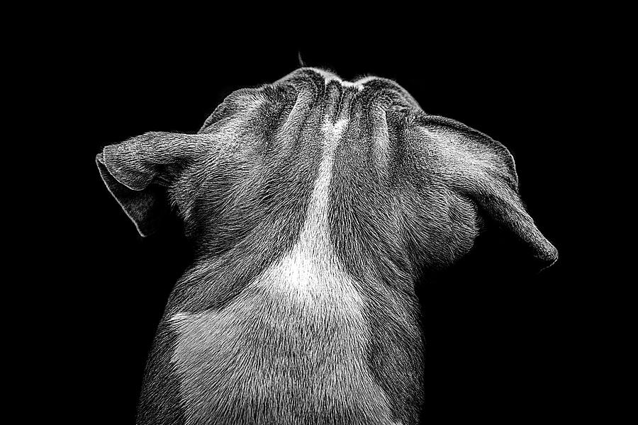 A Dog's Mind Photograph by Chaya Emily Baumbach Pixels