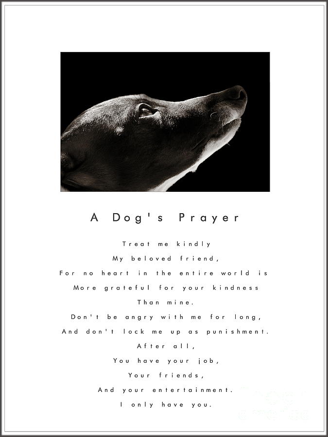 A Dogs Prayer in White  A Popular Inspirational Portrait and Poem Featuring an Italian Greyhound Photograph by Angela Rath