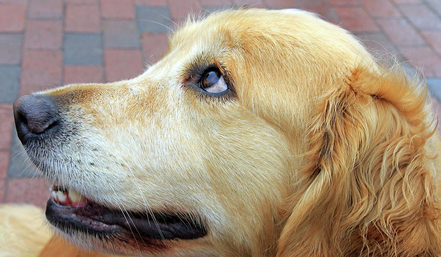 A Dogs Profile Photograph by Cora Wandel