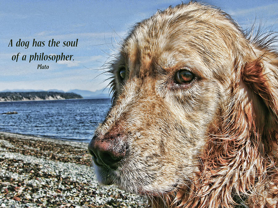 A Dogs Soul Photograph by Rhonda McDougall