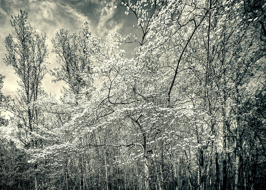 A Dogwood in the Springtime Woods Black and White Photograph by Carol Senske