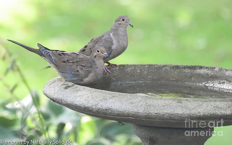 A Dove Pair Photograph by David Taylor