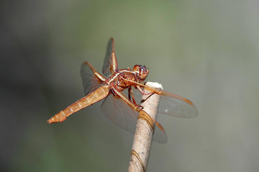 A Dragon Fly  Photograph by Catherine Lau