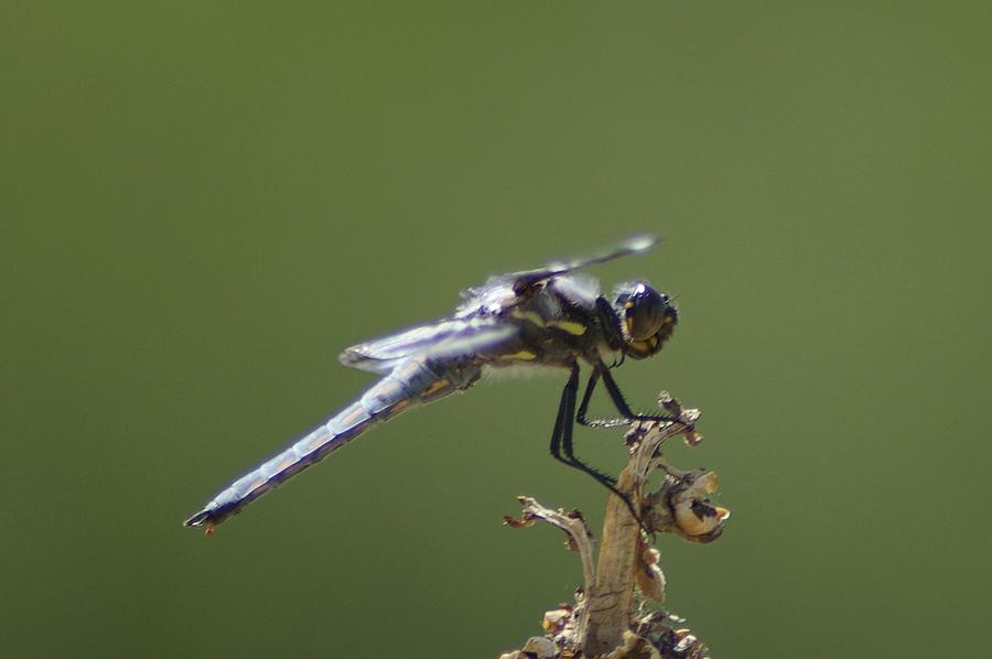 Insects Photograph - A Dragon Fly Contemplating  by Jeff Swan