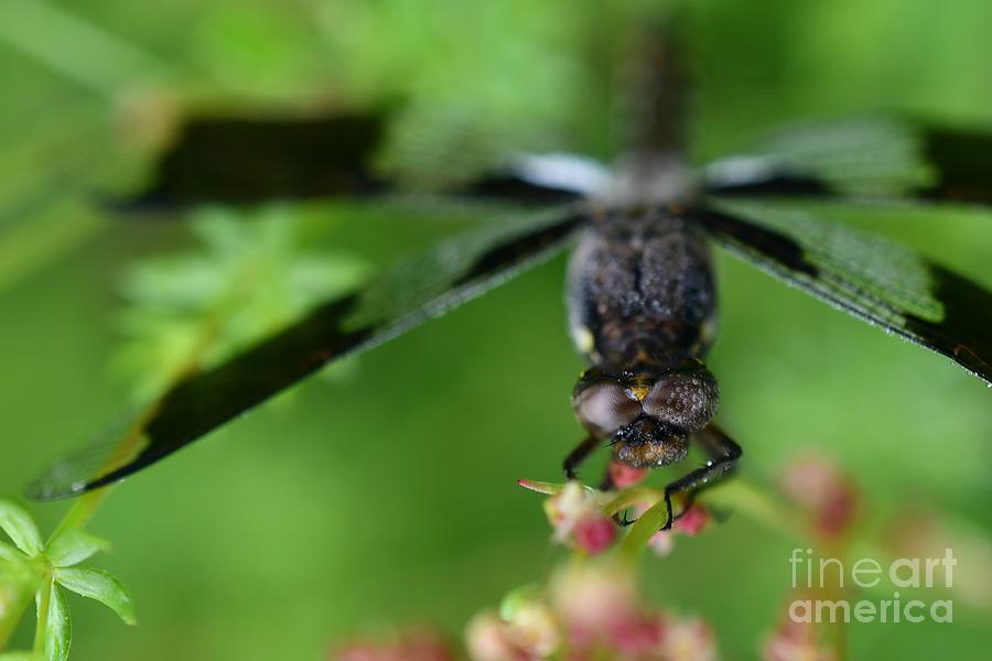 A Dragonflies Touch Photograph
