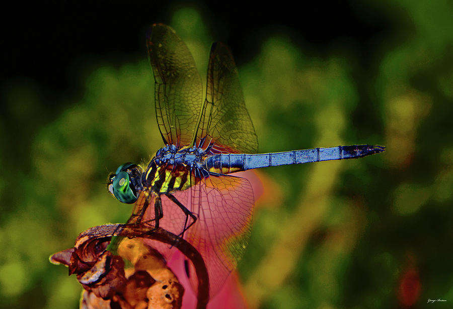 A Dragonfly 028 Photograph by George Bostian