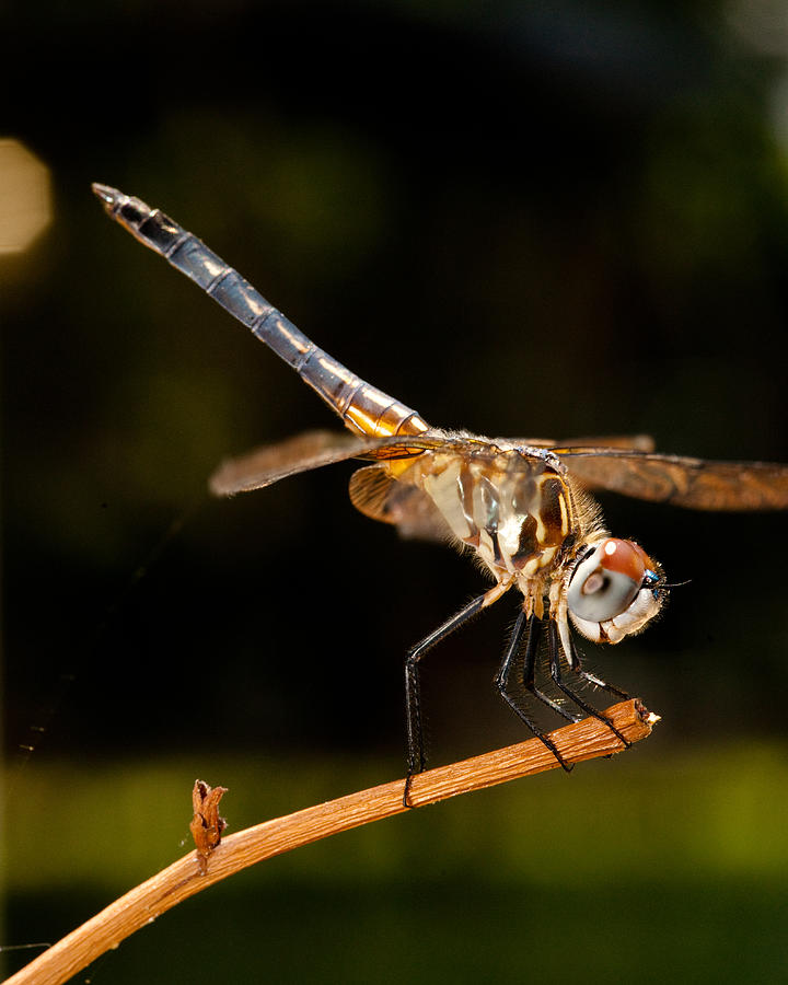 A Dragonfly Photograph by Christopher Holmes