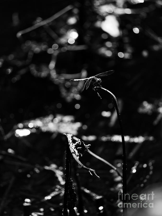 A Dragonfly in Black and White Photograph by Rachel Morrison