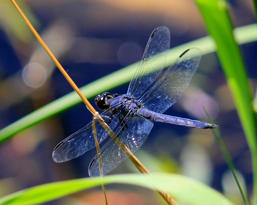 Nature Photograph - A dragonfly  by James Lafnear