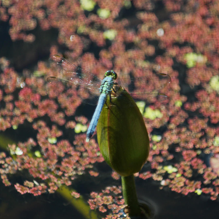 A Dragonfly Kind of Day Photograph by Suzanne Gaff