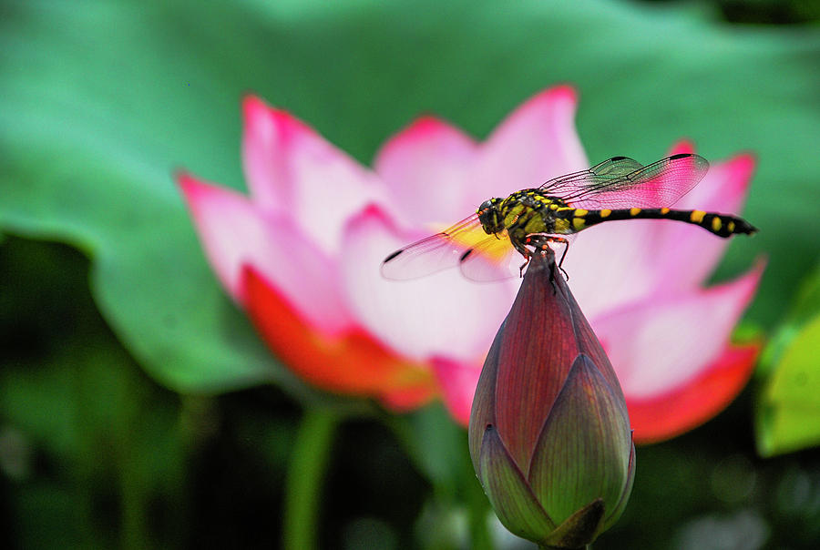 A dragonfly on lotus flower Photograph by Carl Ning