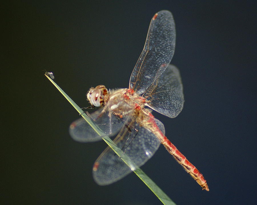 A Dragonfly Prepares for Lunch Photograph by Ben Upham III