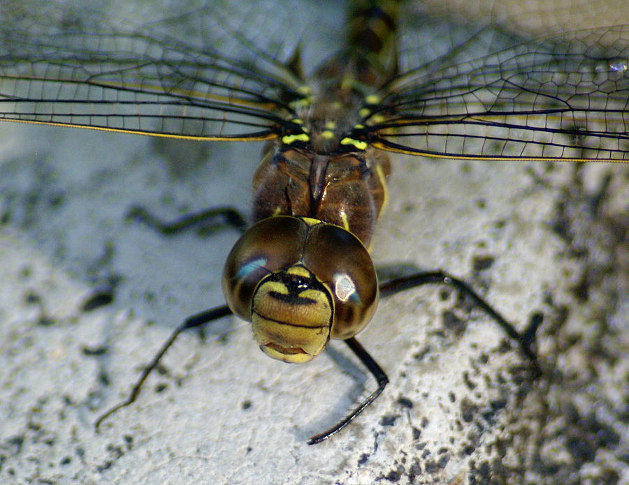 A Dragonfly Smile Photograph by Ben Upham III
