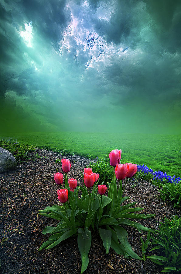 A Dream For You Photograph by Phil Koch