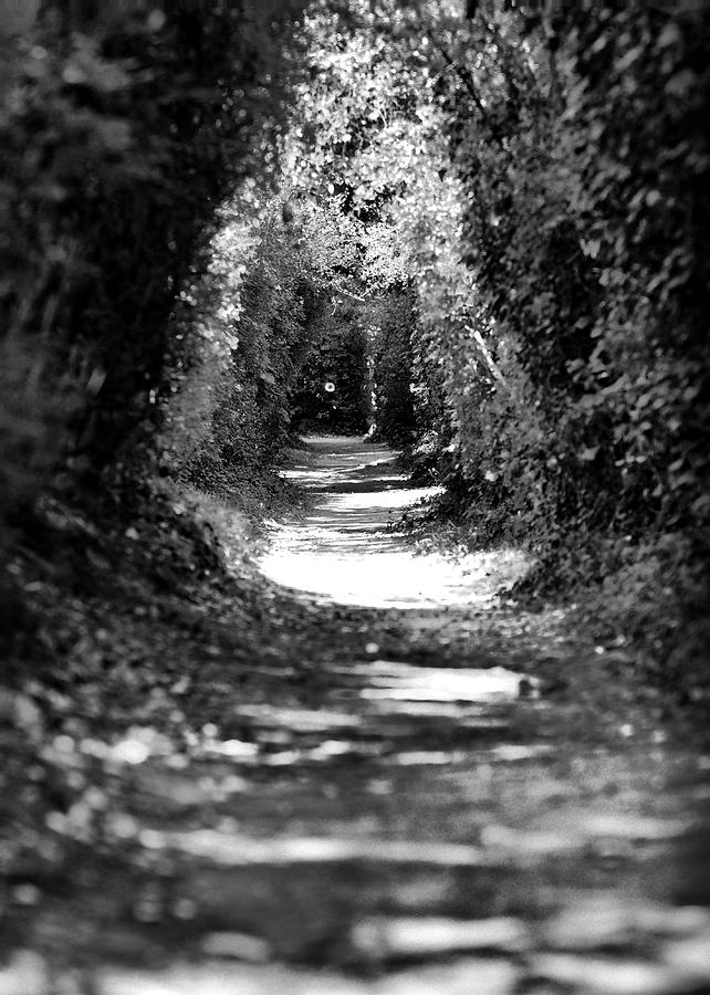 A Dreamy Path Photograph by Edward Myers