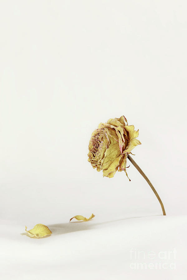 A Dried Rose Photograph by Masako Metz