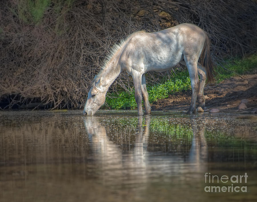 Nature Photograph - A Drink at the River by Lisa Manifold