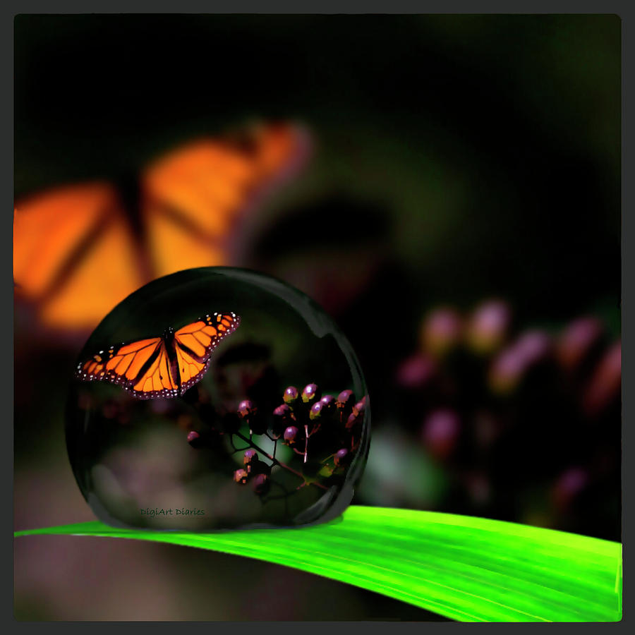 A Drop of Beauty Photograph by DigiArt Diaries by Vicky B Fuller