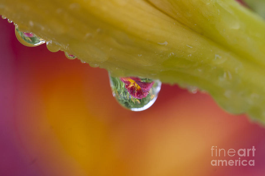 A Drop of Flowers Photograph by Douglas Kikendall
