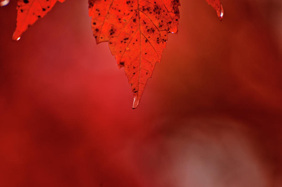 A drop of Life Photograph by Venura Herath