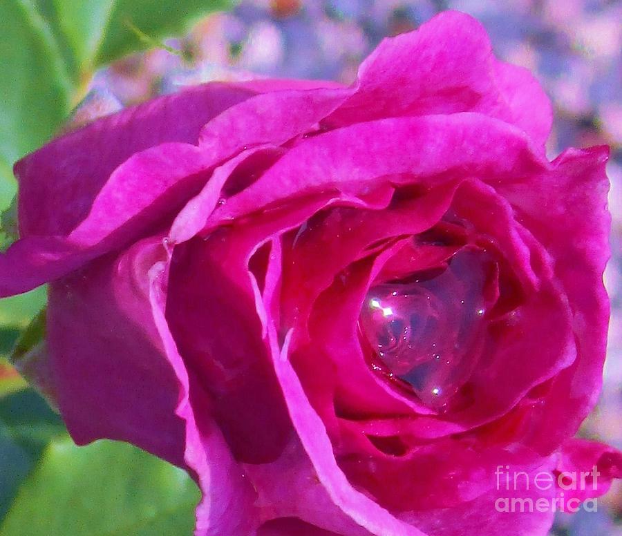 Flower Photograph - A Drop of Love  2  by Sharon Ackley