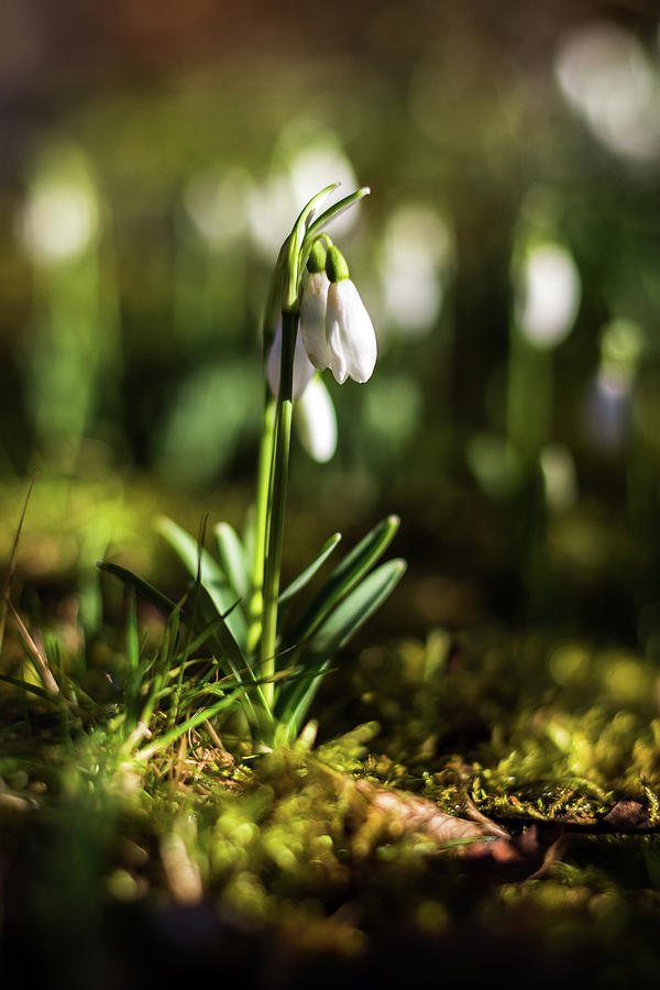 Nature Photograph - A drop of spring by Silviu Dascalu