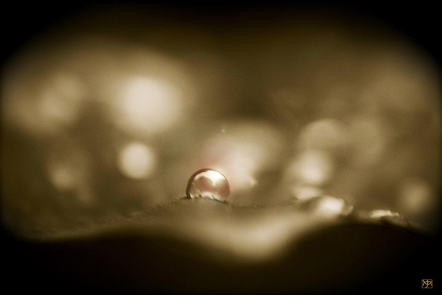 A Drop of Sunlight Photograph by John Meader