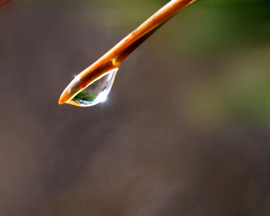 ...a Drop Of Sunlight Photograph by Marilynne Bull