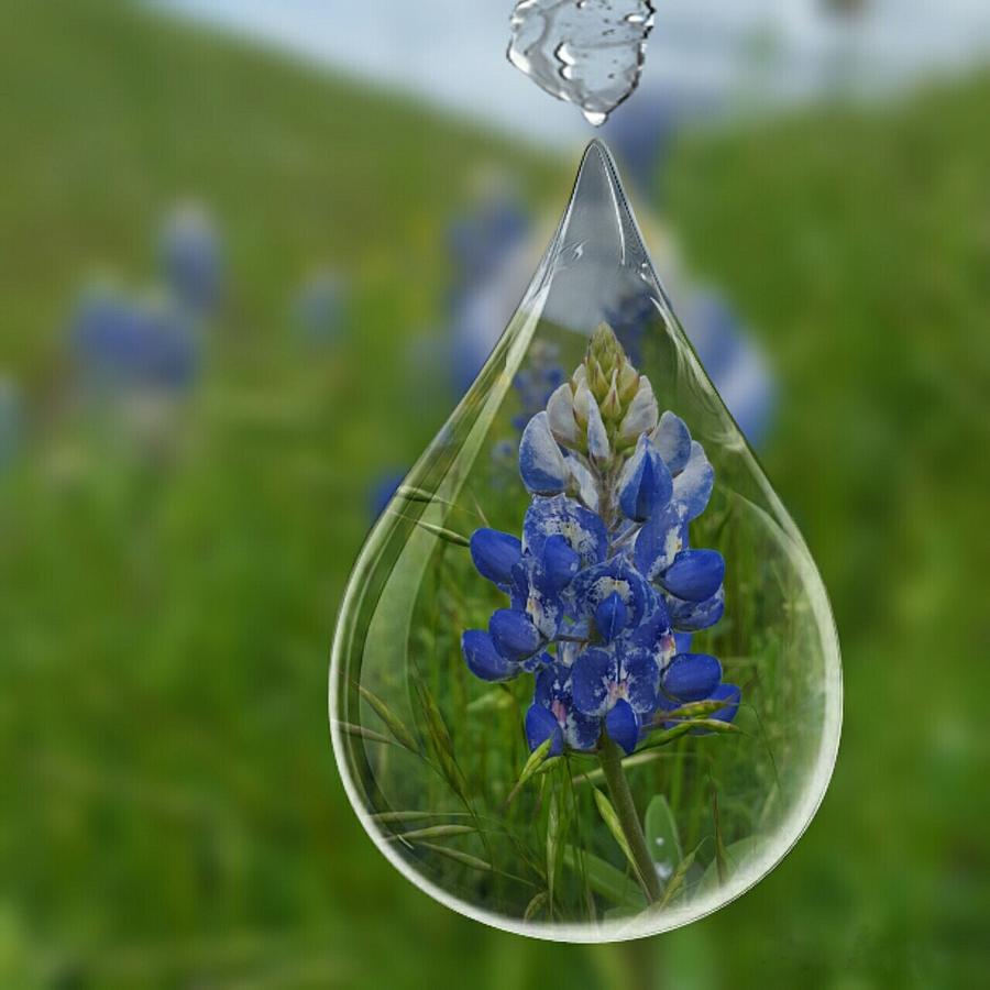 A Drop Of Texas Blue Digital Art by Pamela Smale Williams