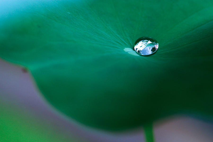 Lotus Leaf Photograph - A Drop Of Water 02 by Kam Chuen Dung