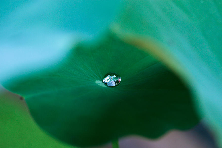 Lotus Leaf Photograph - A Drop Of Water 03 by Kam Chuen Dung