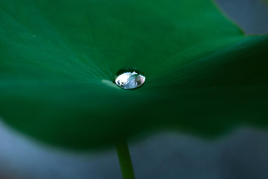 Lotus Leaf Photograph - A Drop Of Water by Kam Chuen Dung