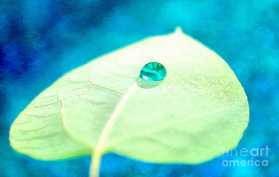 A Drop Of Zen Photograph by Krissy Katsimbras