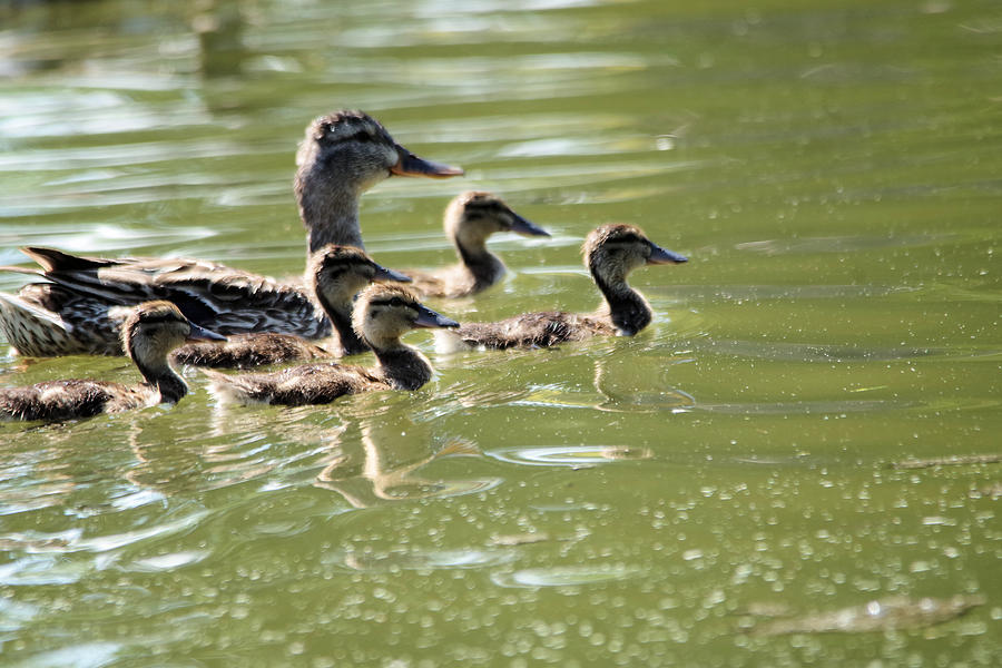 A duck family Photograph by Jeff Swan