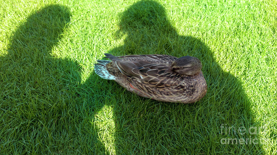A duck in the shade of people Photograph by Marina Usmanskaya