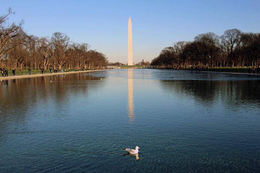A Duck In Washington Photograph