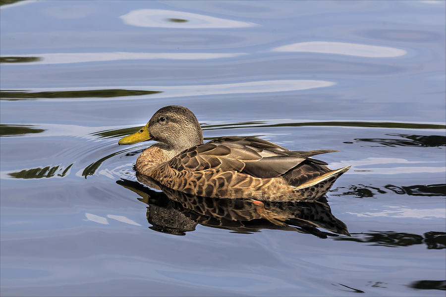 A Duck Photograph