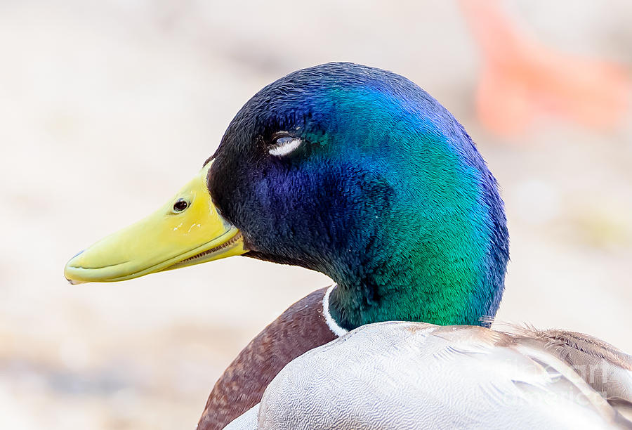 A Ducks head Photograph by Colin Rayner