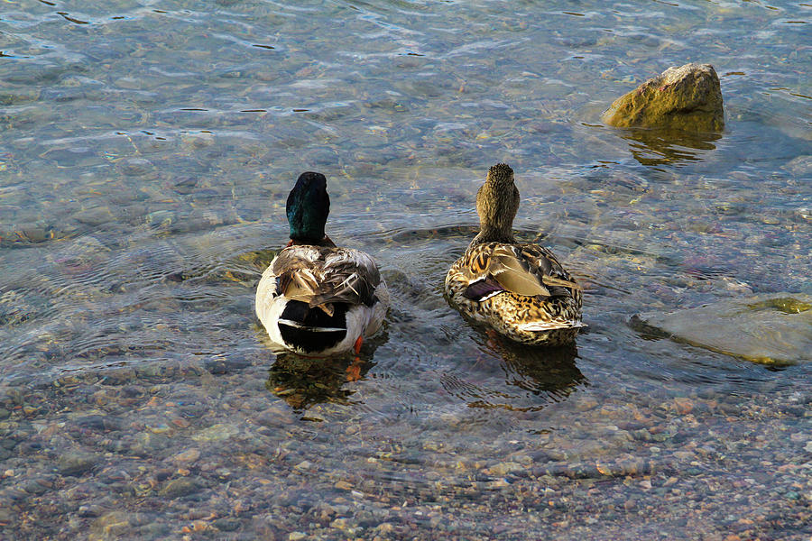 Duck Photograph - A Ducky Date by Bonnie Follett