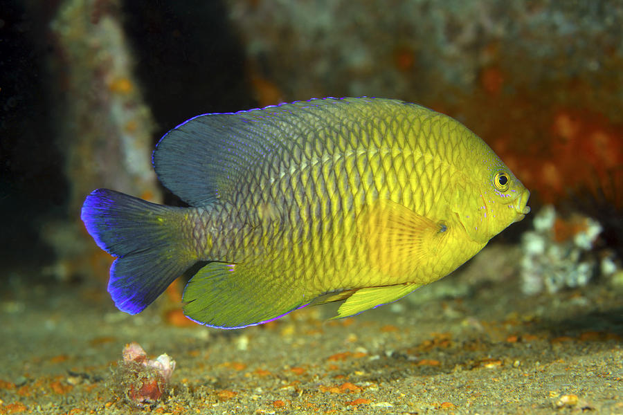 Fish Photograph - A Dusky Damselfish Offshore From Panama by Michael Wood