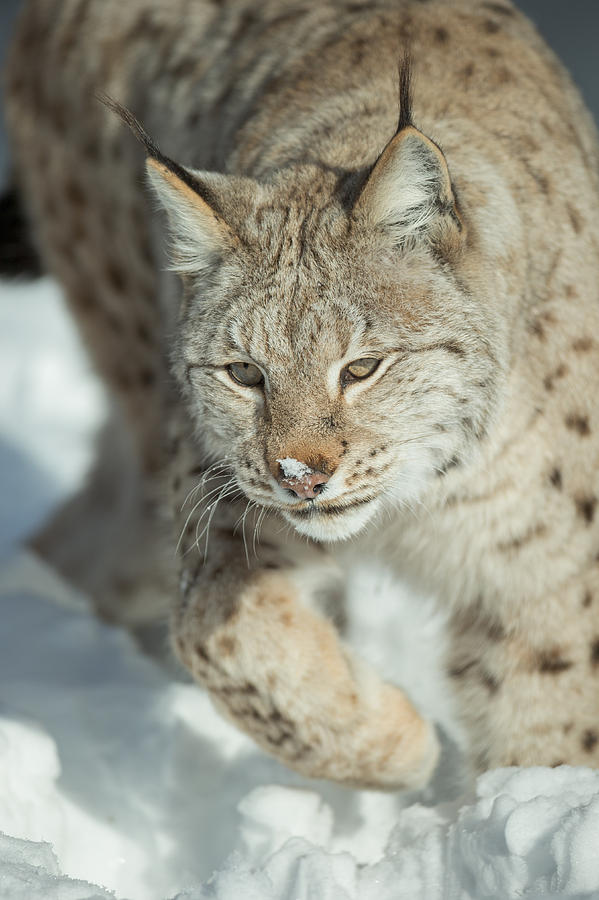 A Eurasian Lynx in Snow Photograph by Andy Astbury