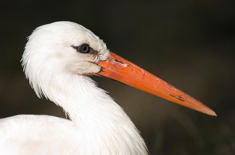 A European White Stork At The Lincoln Photograph by Joel Sartore